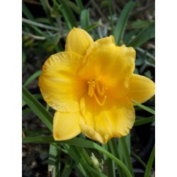 Hémérocalle naine jaune