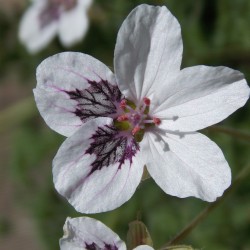 Bec de grue 'Stephanie'