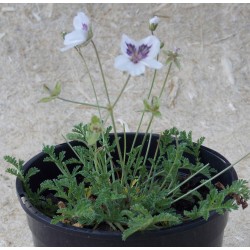 Bec de grue 'Stephanie'