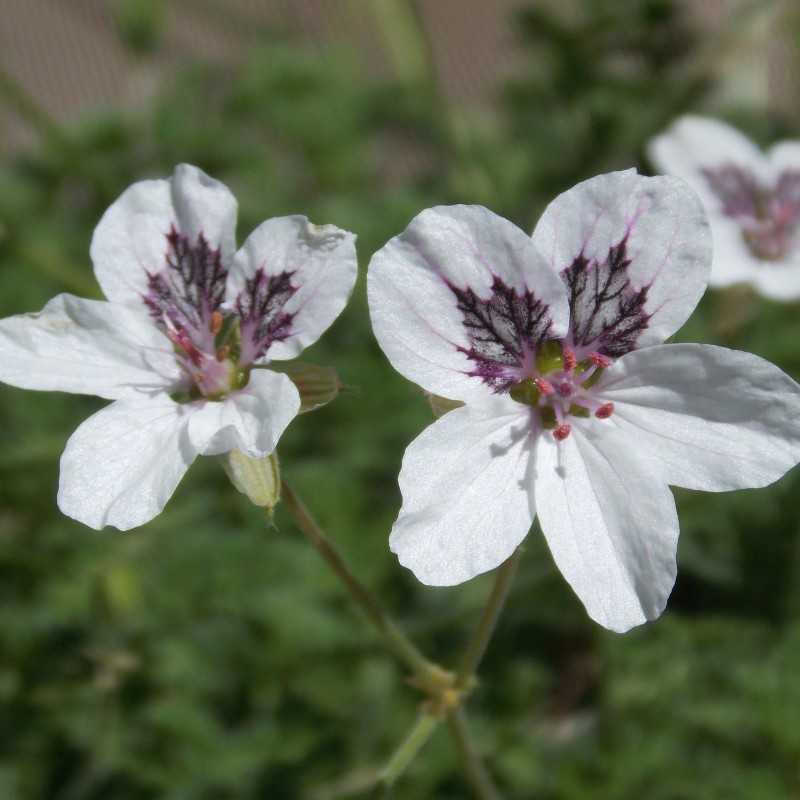 Bec de grue Stéphanie