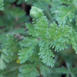 Bec de grue 'Stephanie'