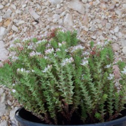 Sedum moranense - Orpin rouge
