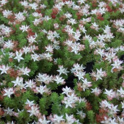 Sedum moranense - Orpin rouge