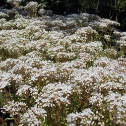 Sedum album