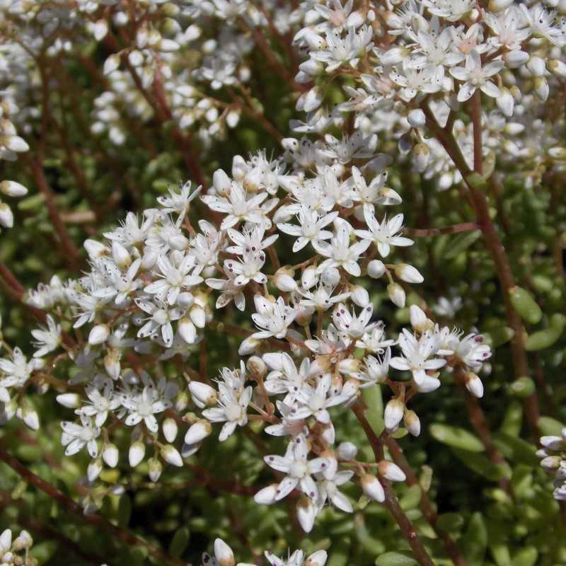 Sedum album