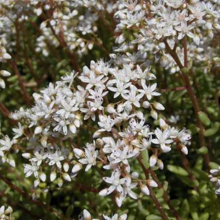 Sedum album