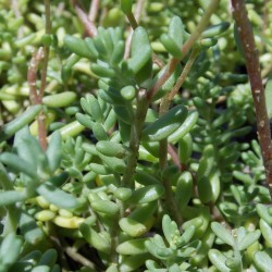 Sedum album