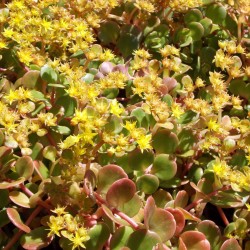Sedum makinoi Lime