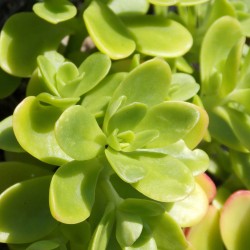 Sedum confusum