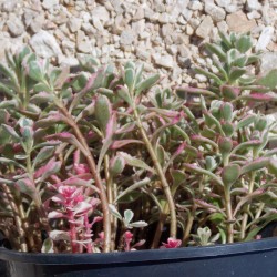 Orpin panaché 'Variegatum'