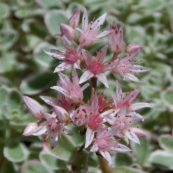 Orpin panaché 'Variegatum'