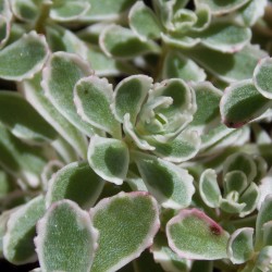 Orpin panaché 'Variegatum'