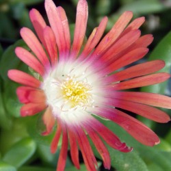 Delosperma 'Red Mountain'