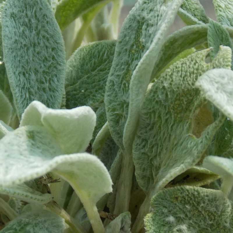 Épiaire laineux à petites feuilles