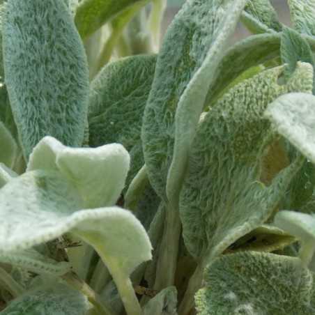 Épiaire laineux à petites feuilles