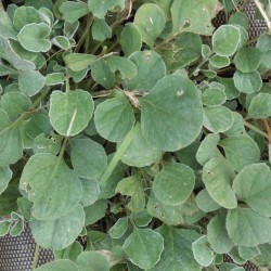 Centaurée élégante