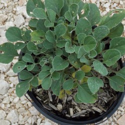 Centaurée élégante