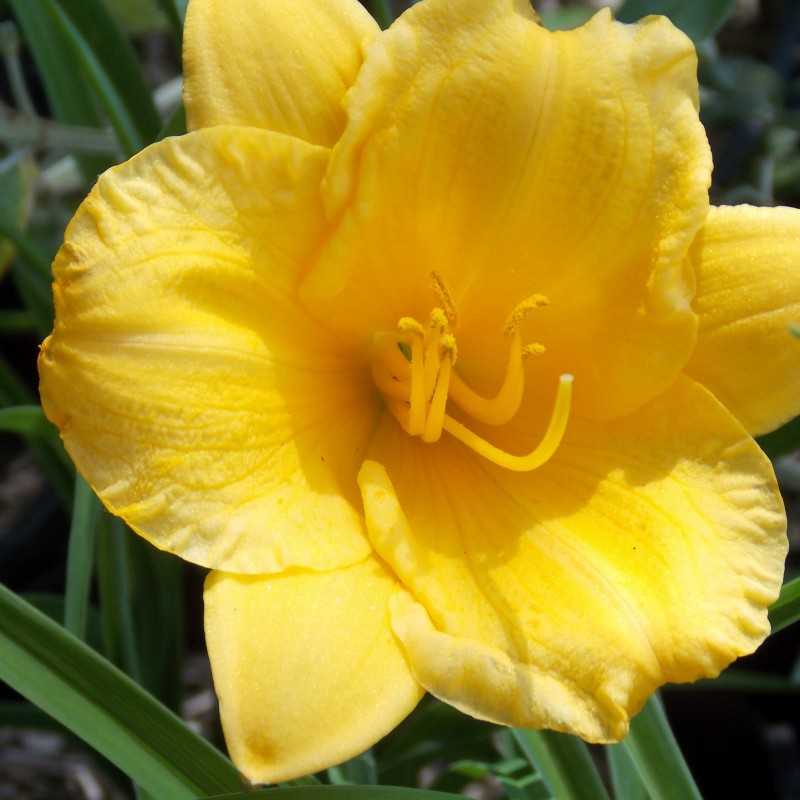 Hémérocalle naine jaune