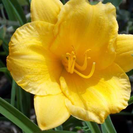 Hémérocalle naine jaune