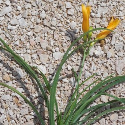 Hémérocalle naine jaune