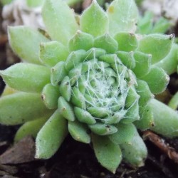 Joubarbe 'Weissfilz'