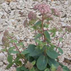 Grand orpin 'Seduction rose charme'