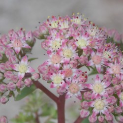 Grand orpin 'Seduction rose charme'