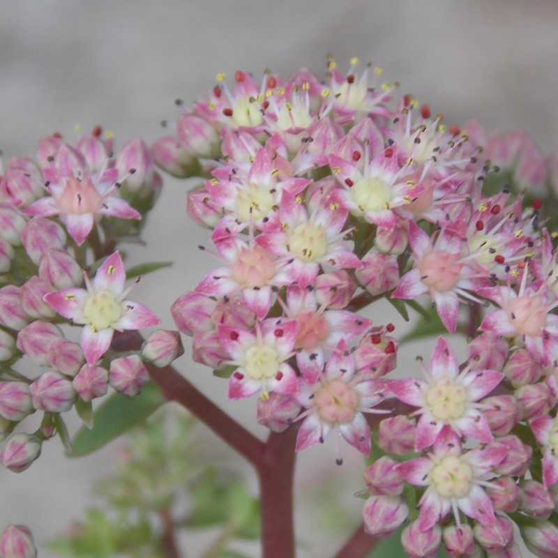 Grand orpin 'Seduction rose charme'