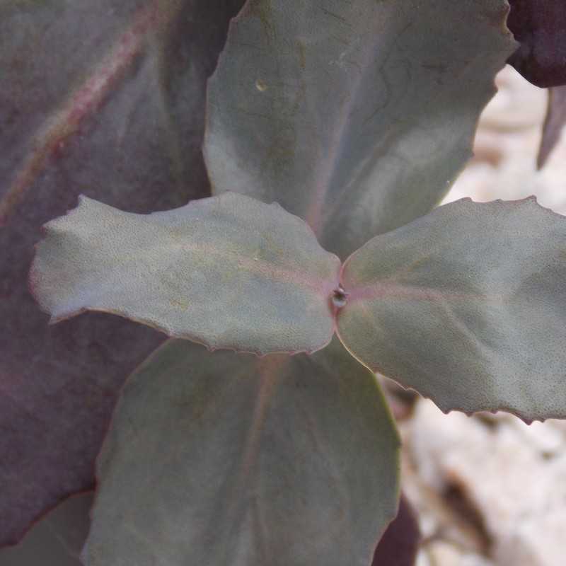 Grand orpin 'Munstead Dark'