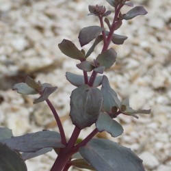 Grand orpin 'Munstead Dark'