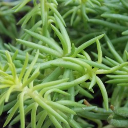 Orpin doré 'Angelina'