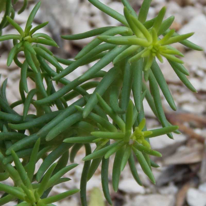 Orpin doré 'Angelina'