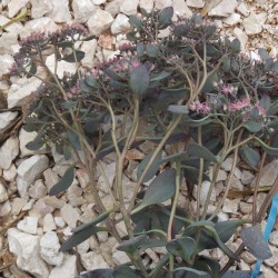 Orpin 'Bertram Anderson'