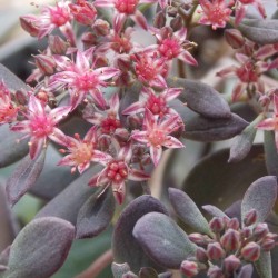 Orpin 'Bertram Anderson'