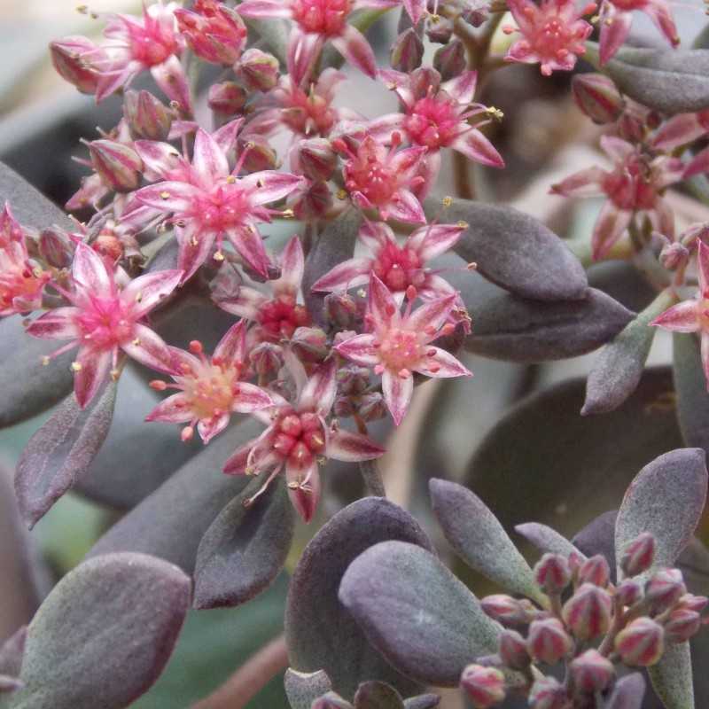 Orpin 'Bertram Anderson'