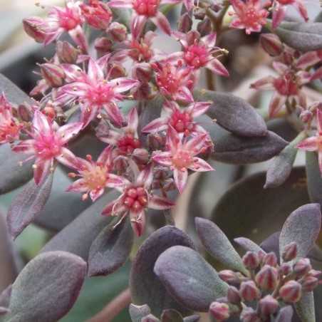 Orpin 'Bertram Anderson'