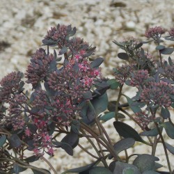 Orpin 'Bertram Anderson'