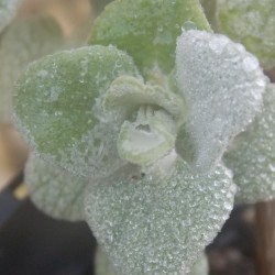 Ballote faux dictamne