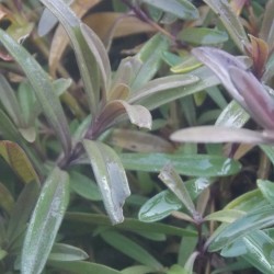 Oeillet à delta 'Flashing Light'