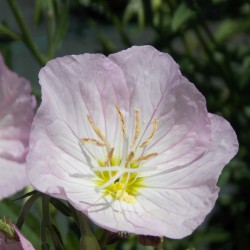 Onagre rose