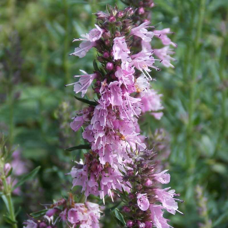 Hysope officinale Rose