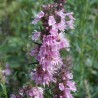 Hysope officinale Rose