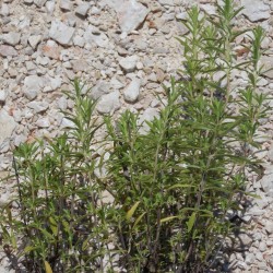 Sarriette des montagnes