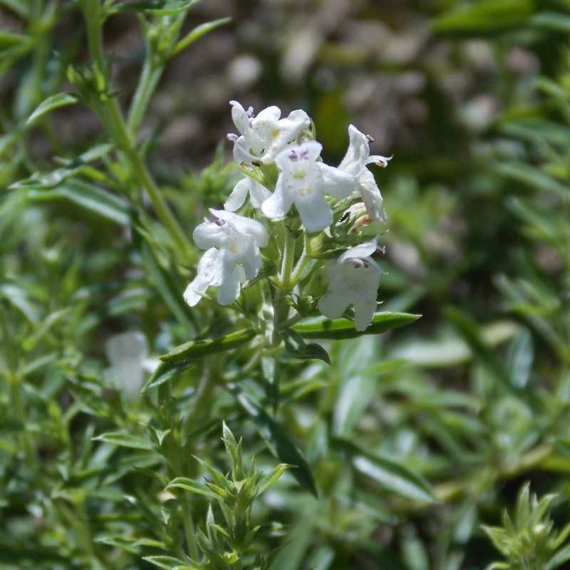 Sarriette des montagnes