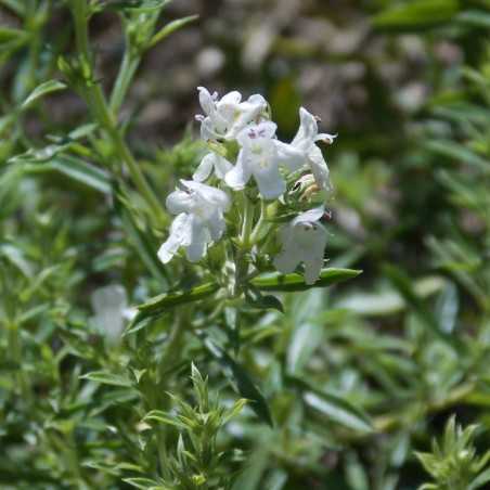 Sarriette des montagnes