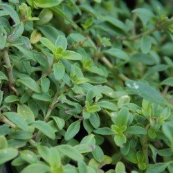 Thym serpolet