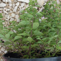 Origan commun compact