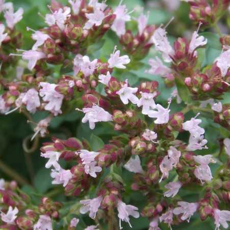 Origan commun compact