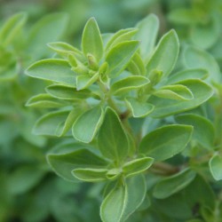 Origan commun compact