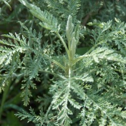Armoise verte 'Powis Castle'